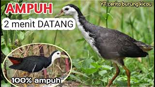 Download lagu suara pikat burung ruak ruak || suara pikat burung ruak ruak malam hari mp3 Download lagu suara pikat burung ruak ruak || suara pikat burung ruak ruak malam hari mp3