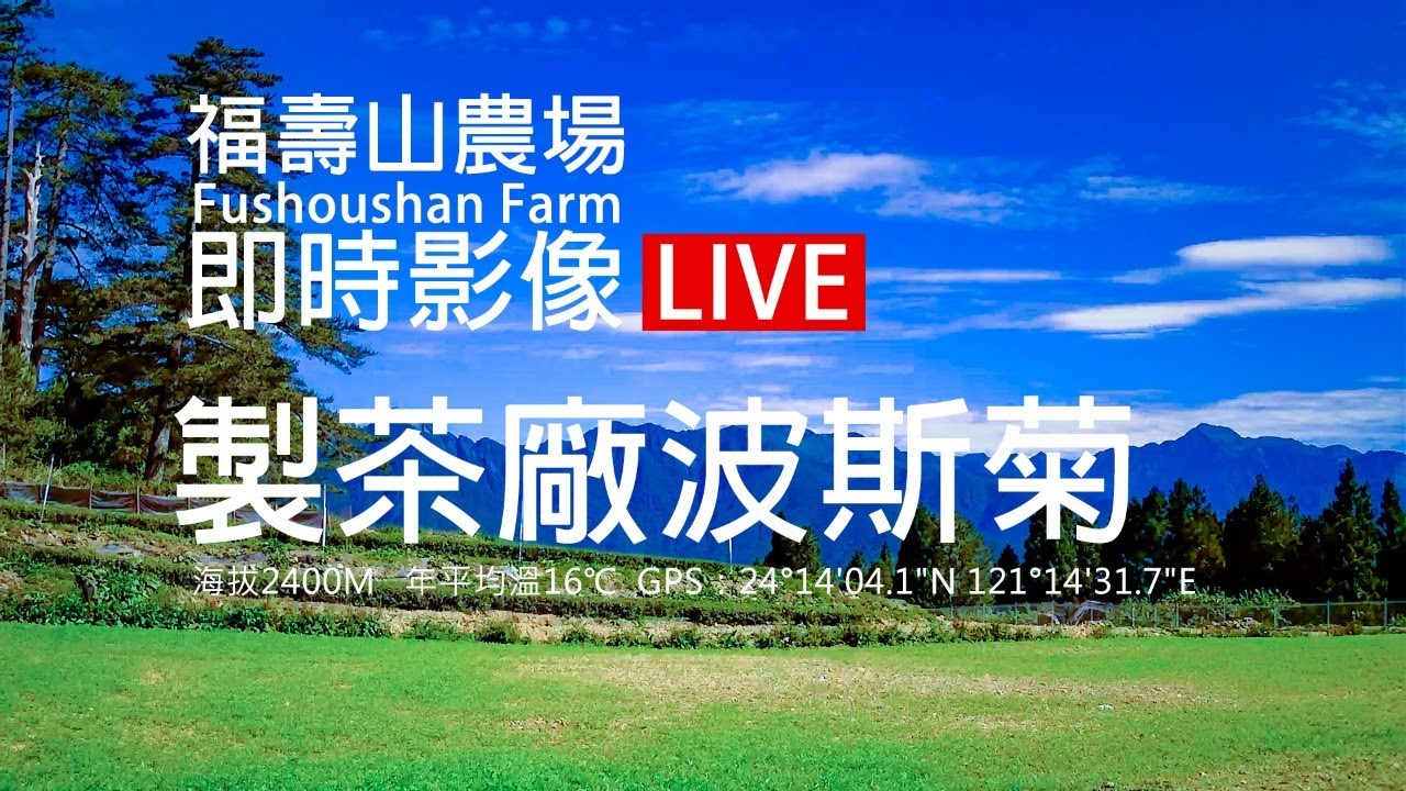 Fushoushan Farm Tea Factory Cosmos