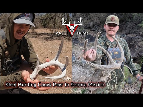 Shed Hunting Coues Deer in Sonora Mexico Shed Hunting Coues Deer in Sonora Mexico