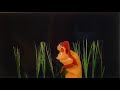 Baby Einstein Baby Noah Elephant And Lion
