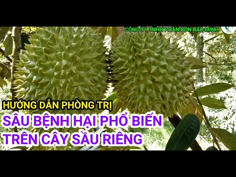 SÂU BỆNH HẠI PHỔ BIẾN TRÊN CÂY SẦU RIÊNG | Bảo Minh FE