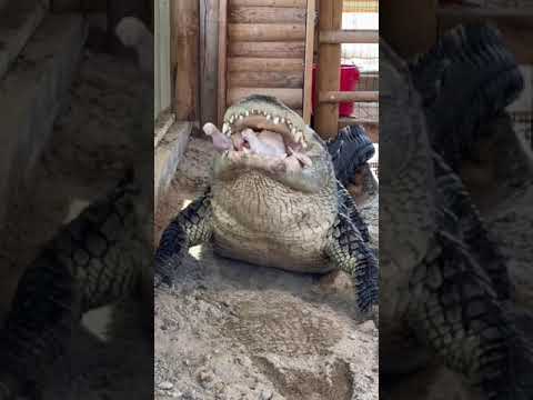 Soni The Alligator Eats A Chicken & Burps!!! #shorts