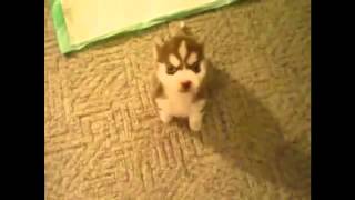 Cover art for Remy Sit, Remy Speak