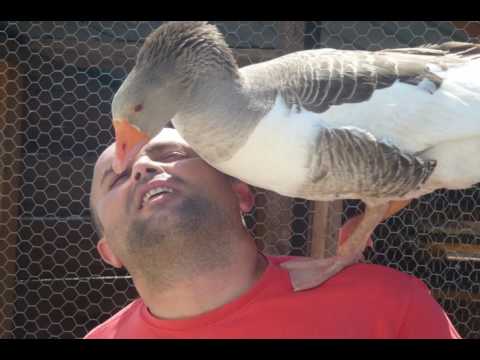 Pensiunea Califar - Dunavatu de jos - Romania