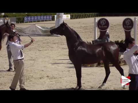 Montefalco 2016 - Junior Colts Championship