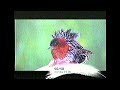 50 50 Promo SABC 2 2009