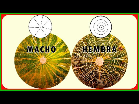 Melón ✅ ¿CUÁL ES MÁS DULCE ?