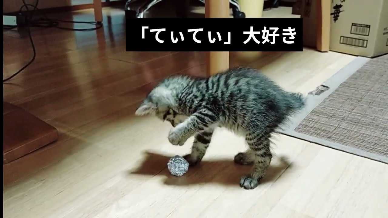 毛パケパの子猫がアルミボールをてぃてぃするだけの動画