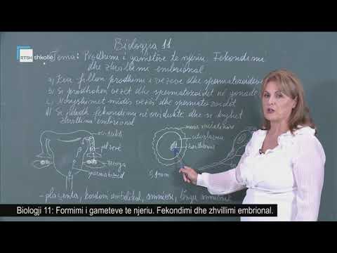 Biologji 11 - Formimi i gameteve te njeriu. Fekondimi dhe zhvillimi embrional.
