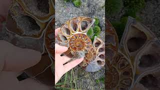 Amonit Cleoniceras řezy 350g