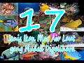 Ikan Hias Laut Yang Mudah Dipelihara