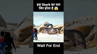Download lagu This shark has four heads 😱 | Movie Explained in Hindi #shorts #movieexplainedinhindi mp3