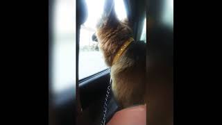 Long Distance Car Travelling With A 6 Month German Shepherd Dog 🐕