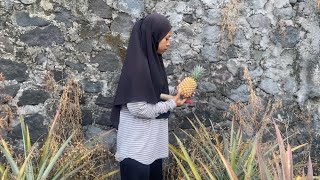 Download lagu Petik Nanas di Kebun, Buat Lutisan dan Es Nanas mp3