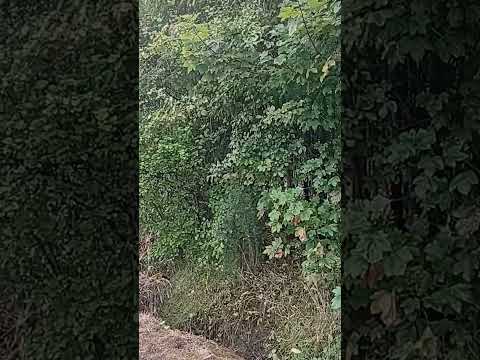 casa de Andrés, Freire, Araucanía, Chile