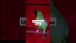 Download lagu Cucak Ijo Bongkar Isian Tembakan Mesin Jahit #shorts mp3