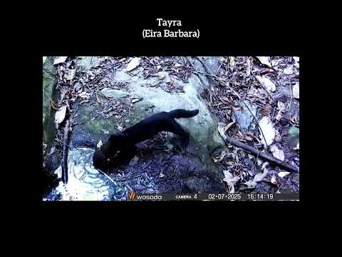 Arroyo de los Monos  🐒  | Cámaras trampa revelan fauna secreta