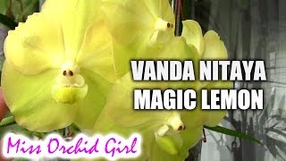 Vanda Nitaya Magic Lemon - Cute lemony colored orchid