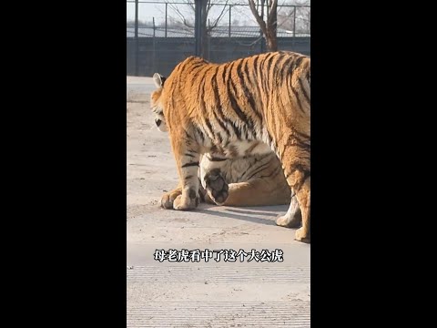 揭秘！母老虎擇偶的「生死抉擇」：牠們如何選定終身伴侶，延續王者血脈？