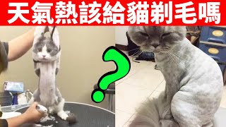 [問題] 夏天到底要不要剃毛？