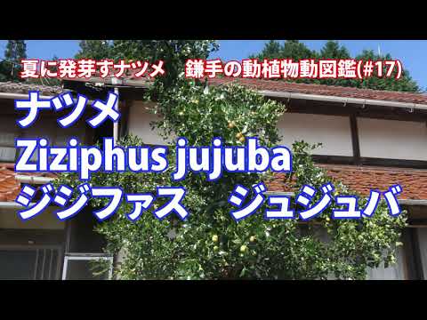 園芸 ナツメの木、成長のヒント