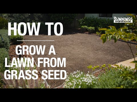 How To Grow Grass From Lawn Seed - Bunnings Warehouse