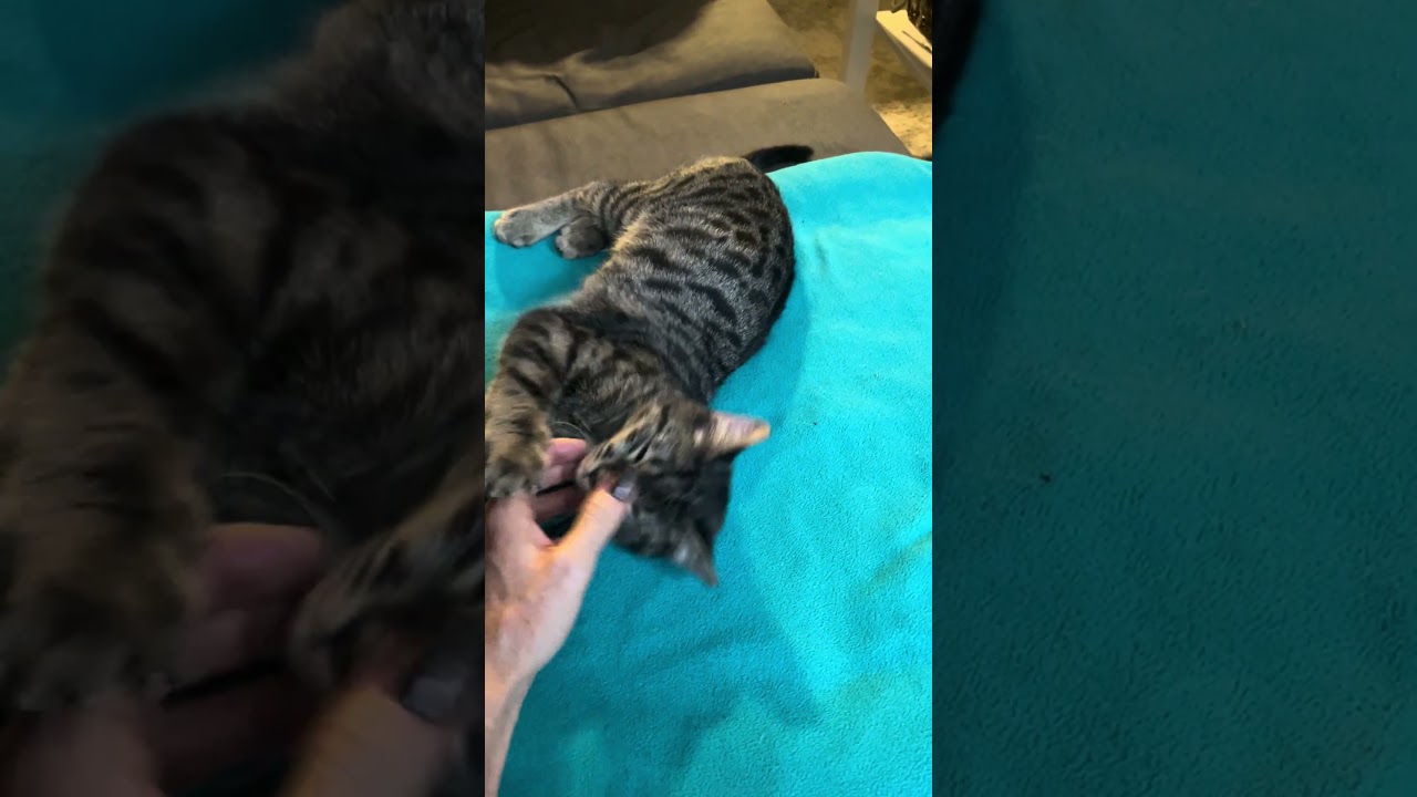 Enlarge Summer, a ADOPTABLE Domestic Short Hair in Brooklyn, NY video 5/5