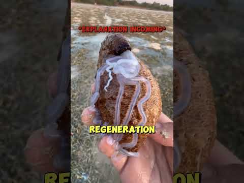 The Best Food Glitch Out There The Sea Cucumber