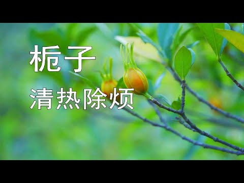 黃梔子是什麼