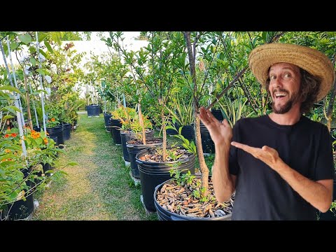 VEJA TODAS AS FRUTÍFERAS QUE EU CULTIVO EM VASOS.