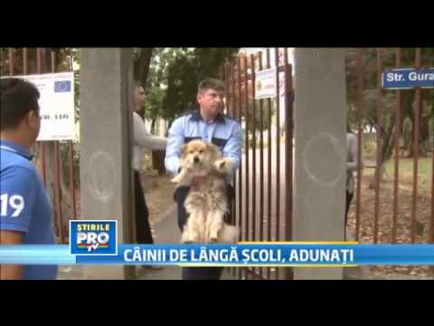 ✦ROMANIA HAS DECLARED WAR ON STRAY DOGS✦