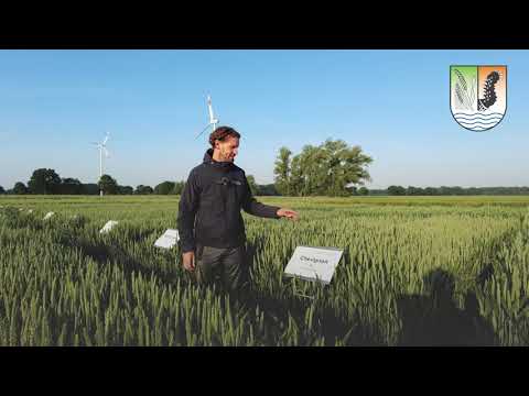 Weizen Sortenversuche 2021