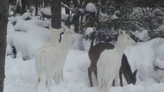preview picture of video 'Boulder Junction, WI - Albino Whitetail Deer - Kicking Goes with the Territory'