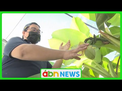 なぜ庭でランナーインゲンを栽培するのでしょうか？この食用および観賞用の植物についてすべてを知る  庭園