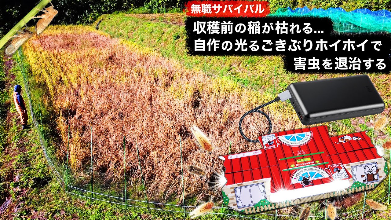 【無職サバイバル】収穫前の稲が枯れる...自作の光るごきぶりホイホイで害虫を退治する【限界集落で無職になる＃58】
