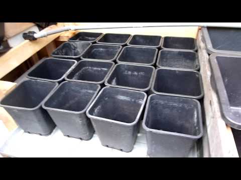 Aquaponicanlage mit 1000 Liter Fischtank