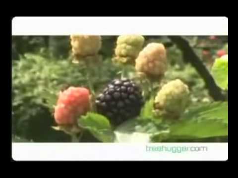 rewolucja ogródkowa