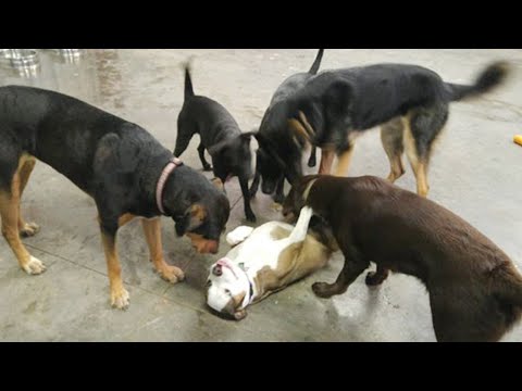 Quand votre chien est extraverti