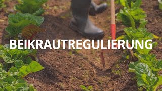 Beikrautregulierung - 3 Goldene Regeln für einen unkrautfreien Garten
