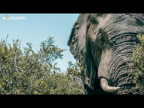 Tusks at twilight - SafariLIVE Sunset - 25 January 2026