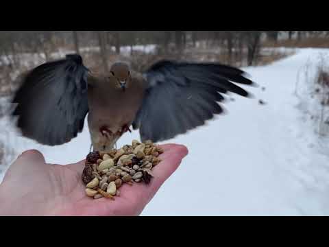 Hand-feeding Birds in Slow Mo - Mourning Dove