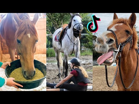1 HOUR Of Reletable HORSE TikTok Compilation #156