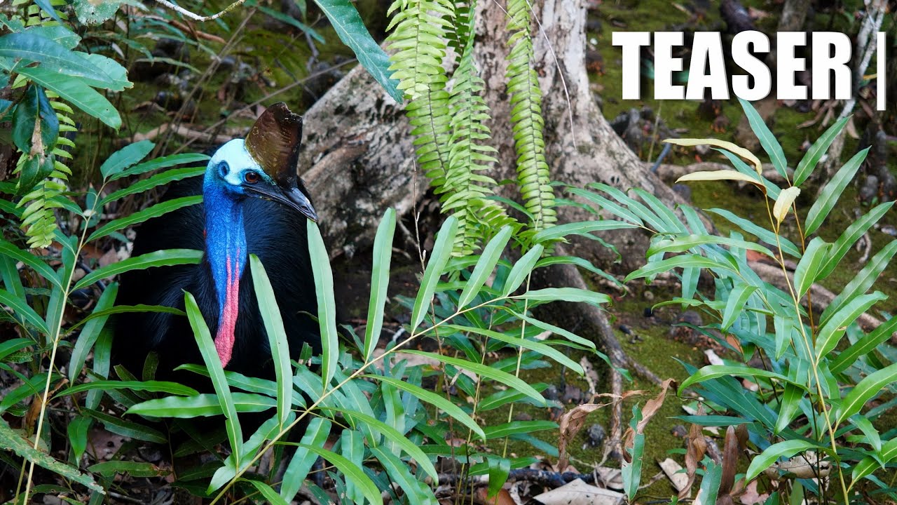 Introducing Nature Films | Relaxing Sounds & Soothing Scenery from World's Most Beautiful Places