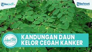 Kandungan Daun Kelor Mampu Mencegah Penyakit Kanker, Inilah Segudang Manfaat untuk Kesehatan Tubuh
