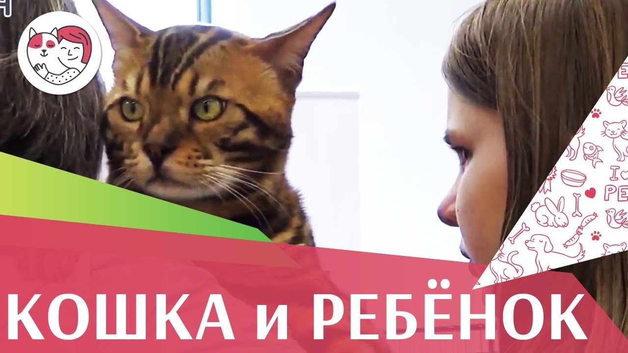 Подготовление кошки к появлению ребенка в доме: советы на ilikepet
