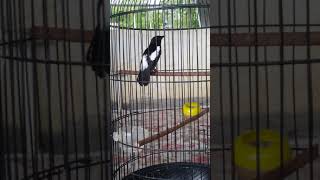 Download lagu Decu gacor mp3 Download lagu Decu gacor mp3