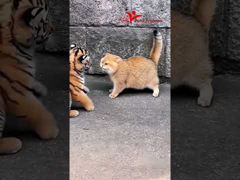 Baby Tiger Finds a New Friends #cat #cute #tiger