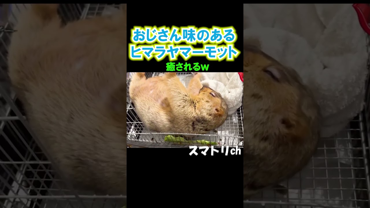 仕草がおもろいw#おもしろ#お笑い#動物#ヒマラヤマーモット#月曜から夜ふかし#shorts#pleasant