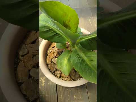 plante-exotique-bananier-jeune-planté-composte plante exotique