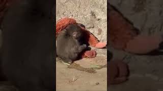 Xでも話題となった、、引きずり回されるパンチくん…【市川市動植物園】